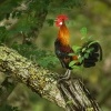 Kur bankivsky - Gallus gallus - Red Junglefowl 4925